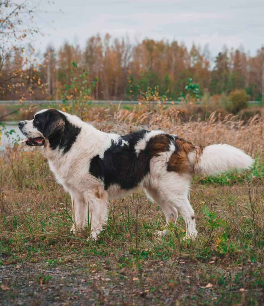 Dalakhani Vaneliss Dream