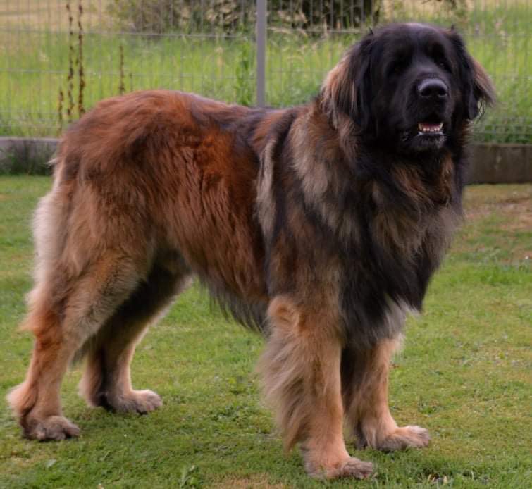 Sultan Zielona Cieszynianka