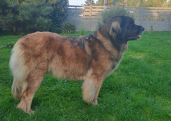 Leslí od Špitálského dvora