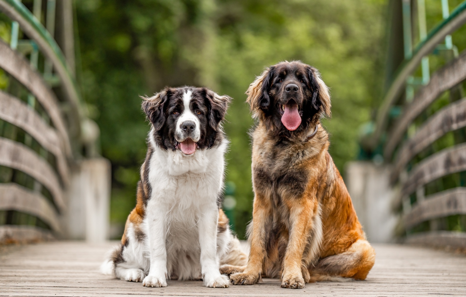 Moskevský strážní pes Leonberger